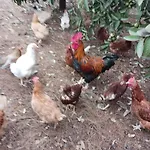 Aramai * Costa Adeje (Tenerife)