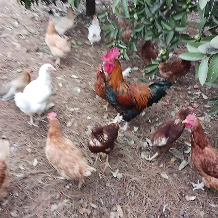 Aramai * أذيخي